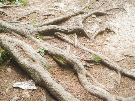 Exposed Tree Roots What To Do With A Tree With Roots Showing