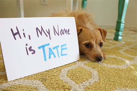 We did not find results for: The Art of Naming Your Pet | Wellness Pet Food