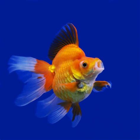 A diverse diet plan will certainly maximise the health and feeding needs to be limited when water temperature levels fall below 8 levels celsius because, being homoeothermic, goldfish are much less able to. How often to feed goldfish: Get a healthy schedule now ...