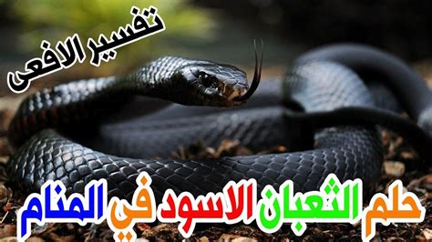 تفسير رؤية الافعى في المنام. ‫حلم الثعبان الاسود للمتزوجة والعزباء في المنام والحلم ...