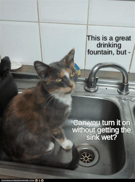 Water Kitteh S Way Lolcats Lol Cat Memes Funny Cats Funny