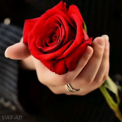 رمزيات يد ماسكة وردة حمراء جميلة. صور يد ماسكه ورده
