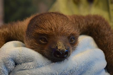 See more ideas about sloth, baby sloth, cute sloth. How a Baby Sloth Captured My Heart at National Aviary ...