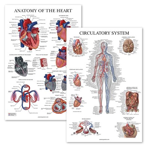 Ammettere Di Base Gene Heart Anatomy Poster Salute Mentale Grado Seminario