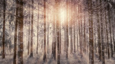 Sunbeams Snowy Trees Wallpaperhd Nature Wallpapers4k Wallpapers