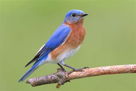 Backyard Birds Of Kentucky Top 11 Species With Pictures