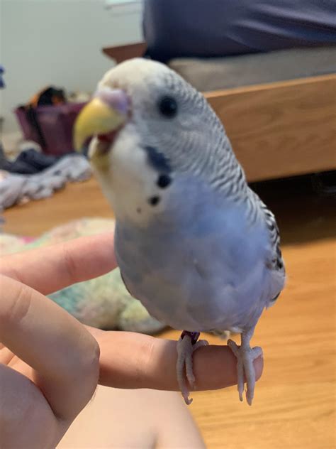 Does Anyone Elses Budgie Have This Weird ‘white Spot On Their Bellies