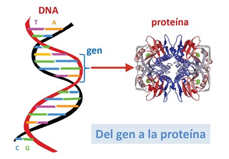 Del Gen A La Proteína Guía Metabólica