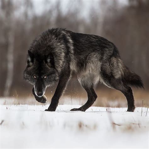 🔥 A Large Black Wolf In The Snow Rnatureisfuckinglit