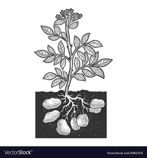 Potato Plant Sketch Royalty Free Vector Image Vectorstock