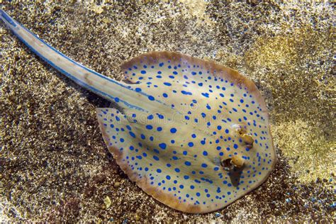 Sea Life Blue Spotted Ray Stock Photo Image Of Rays 203418656