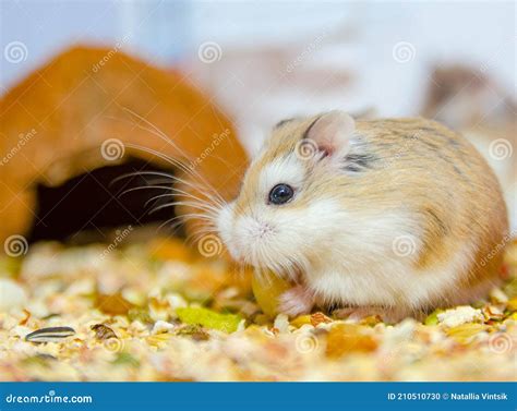 Hamster De Roborovski Photo Stock Image Du Beige Nourriture 210510730