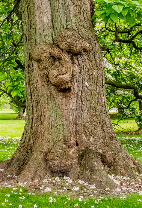 The Catalpa Tree Expressing Your Uniqueness Atala Toy