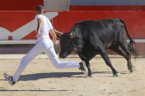 Camarguaise Cocarde Camargue