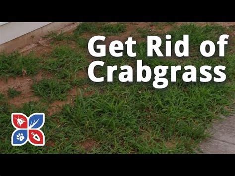 Aim to do this prior to the seeds. Do My Own Lawn Care - How to Get Rid of Crabgrass - Ep19 ...