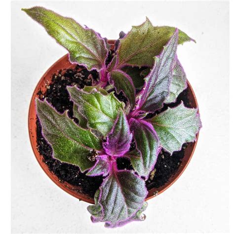 Royal Velvet Plant Plant Care Water Light Nutrients Greg App 🌱