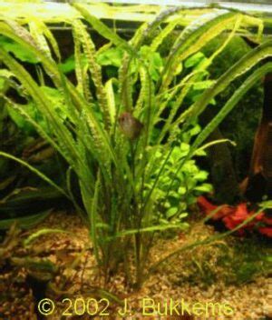 На родине произрастает в болотах и. Rotala macrandra - AquaInfo