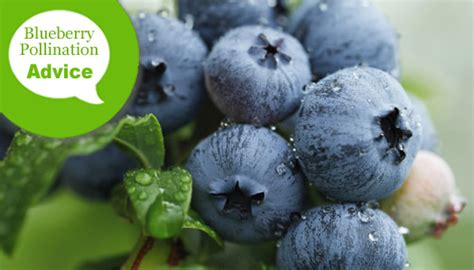 The pollination process requires a carrier for the pollen, which can b. Blueberry Bush Varieties & The Best Pollinators For Cross ...