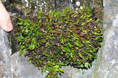 Notogrammitis Crassior The University Of Auckland