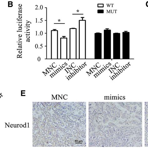 neurod1 is a target of mir 374a 5p a the predicted binding sites for download scientific
