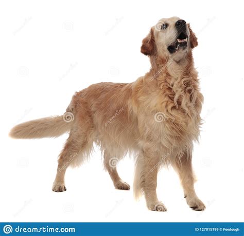 Agressive Golden Retriever Standing And Looking Up To Side
