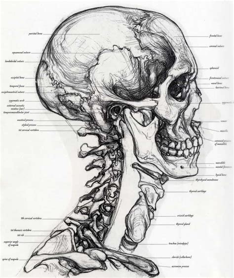 How To Draw A Skull A Step By Step Guide Skull Anatomy Skeleton