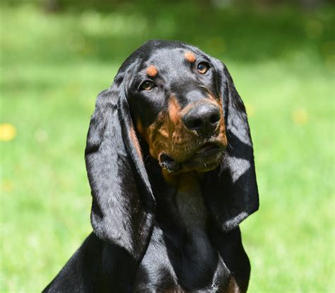 Coonhound Breeds The Smart Dog Guide