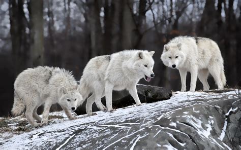 Wolf Wildlife Animals Snow Wallpapers Hd Desktop And Mobile