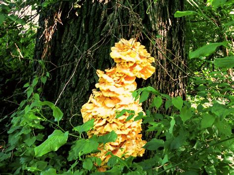 It is very important to clean the enclosure around your house and keep it as clean as possible. Yellow fungus | Yellow fungus, Fungi, Fruit