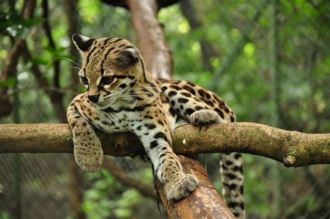 Margay Cat Facts Size Habitat Diet Kitten With Pictures