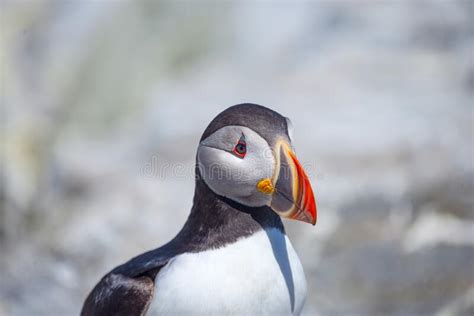 Puffin Bird Close Up Stock Image Image Of White Feather 256813727