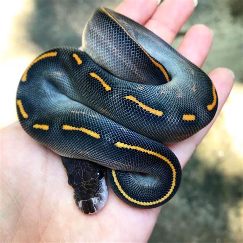5838 Likes 21 Comments Discover Snakes 🐍 Discoversnakes On