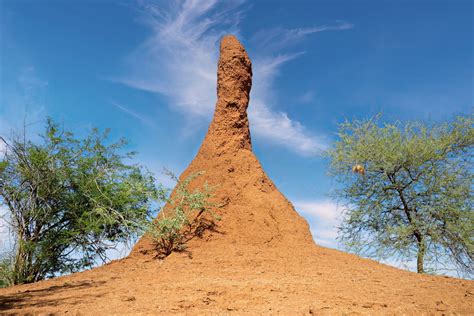 Termite Mounds Could Inspire Living And Breathing Buildings