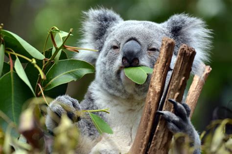 10 Facts About Koalas Almanac Surfnetkids