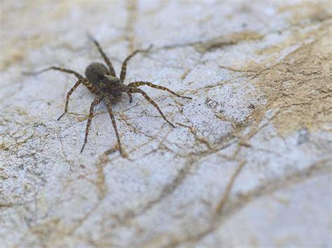 Spider bites in the us usually are harmless, and you can treat them at home, but a bite from a black widow or brown recluse spider can be dangerous, and needs treatment by a doctor. Wolf Spider Bite: Pictures, Treatment, Symptoms, and More