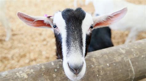 Goatie The Goat Died With A Stomach Full Of Rope Plastic And Parasites