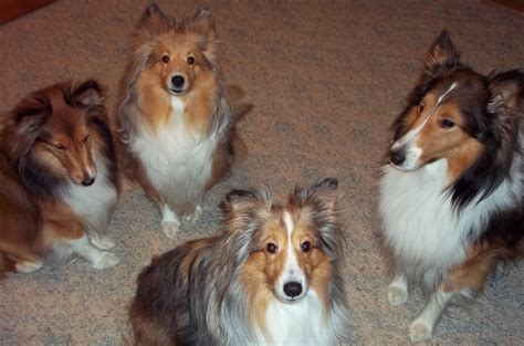 Find the perfect sheltie puppy at puppyfind.com. Blue Merle Sheltie Puppies For Sale In Ny - Free Download ...