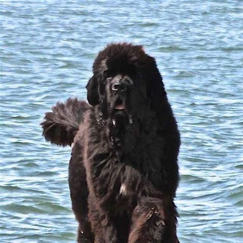 Pin By Stephen Sayad On My Newfies Newfoundland Puppies Newfoundland