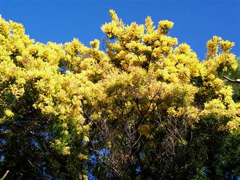 Árboles Con Alma Mimosa Plateada Acacia Dealbata