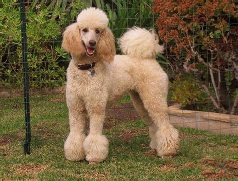 Some Tips About The Poodle Dog