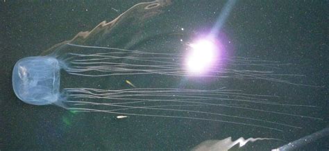Deadly Box Jellyfish In Langkawi Captured Alive