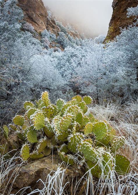 A Green Plant With Frost On It In The Middle Of A Rocky Mountain Side Area