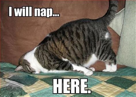 Funny Cat Nap Dump A Day