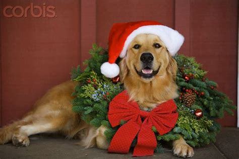 Golden Retriever Wearing Christmas Wreath And Santa Hat