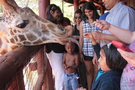 Tour Of The Giraffe Centre In Nairobi Kenya Wheels On Our Feet