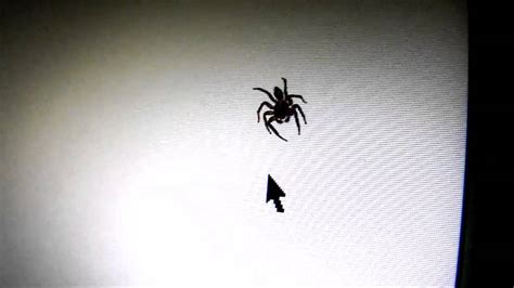 Spider Vs Mouse Pointer It Is Not A Computer Animation Youtube