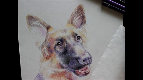 Art Dog Portrait Color Pencil Youtube