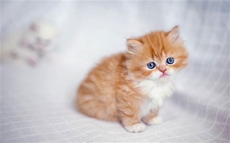 Download Wallpapers Persian Cat Cute Animals Kitten Blue Eyes