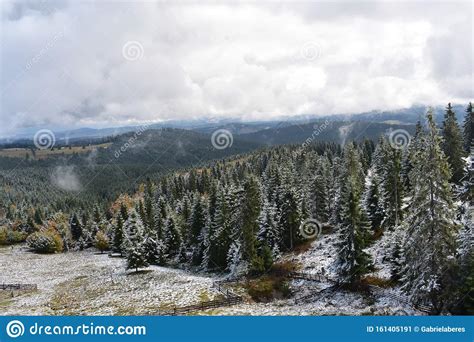 Beautiful Landscape Of A Fir Forest In The Classic Carpathian
