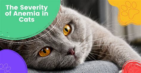 The Severity Of Anemia In Cats Pet Lovers